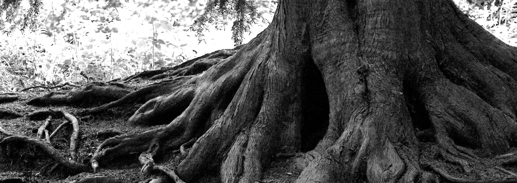 Огромный корень дерева. Японский дуб мидзунара. Деревья. Ствол дерева. Дерево с большими корнями.